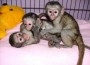 monos capuchinos, monos araña, monos ardilla, chimpancés, monos tití para la venta