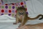 excepcional macho Bebé y mono capuchino femenina