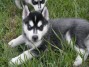 ♥ ♥ REGALO excepcional y linda ♥ ♥ cachorros Siberian Husky disponibles ♥ ♥