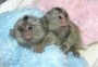 Bebé monos tití en adopción