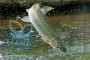De criadero de peces a sistemas orgánicos para truchas