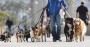 Paseos para perros en manada, paseador de perros zona Buceo, Parque Batlle, La Blanqueada, Union, Pocitos. En manada Uruguay