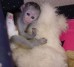 Capuchino adorable y tití pigmeo!