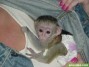 Dedo monos tití bebé para adopción macho y hembra
