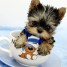 Cachorros de yorkshire terrier miniatura
