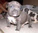 SE OFRECE PIT BULL PARA MONTAR