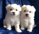 REGALO Dos cachorros malteses blancos sanos