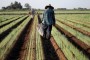 Se selecciona personal para recolectar aceituna, oliva en esta campaña y segun valia para otras futuras campañas de fresa, frutas, hortalizas o citricos en toda España.