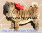 excelentes cachorros de sharpei arrugadisimos