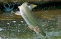 Piscinas acuícolas para fácil reproducción de sus alevinos