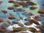 Cultive tilapia en sistemas acuícolas
