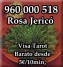Tarot Visa muy Economico Rosa Jericó: 960 000 518. 5€ / 10min.