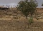 Vendo Gamos machos y hembras de la Sierra de Guadarrama.