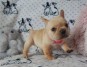 Muy hermosos y animados cachorros de bulldogs franceses para adopción.