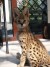 Serval y Savannah, gatitos caracal disponibles