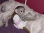 mono capuchino para su aprobación navidad